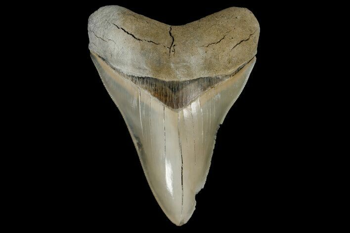 Serrated, Fossil Megalodon Tooth - Aurora, North Carolina #179721
